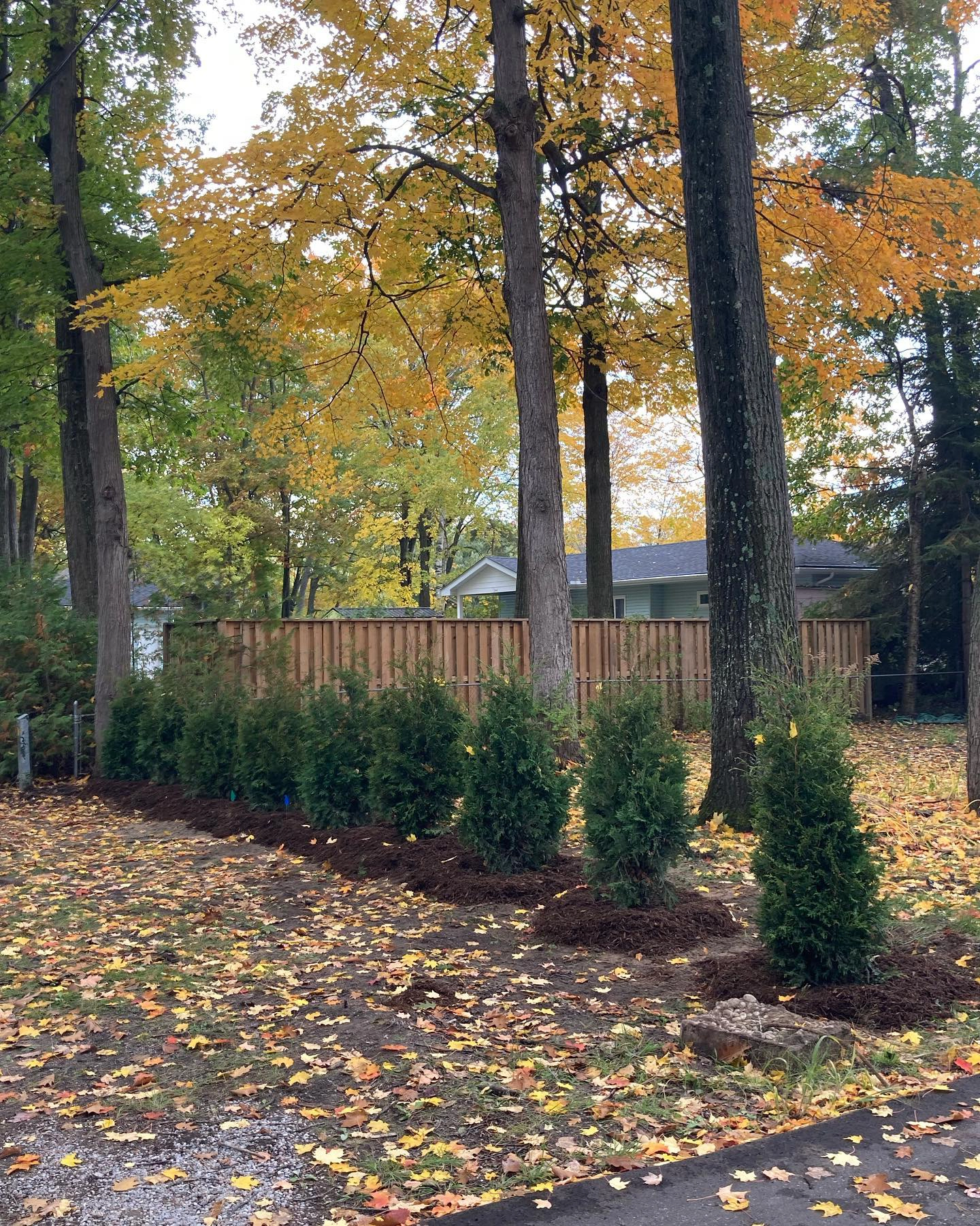 Freshly planted cedars along a backyard fence in autumn