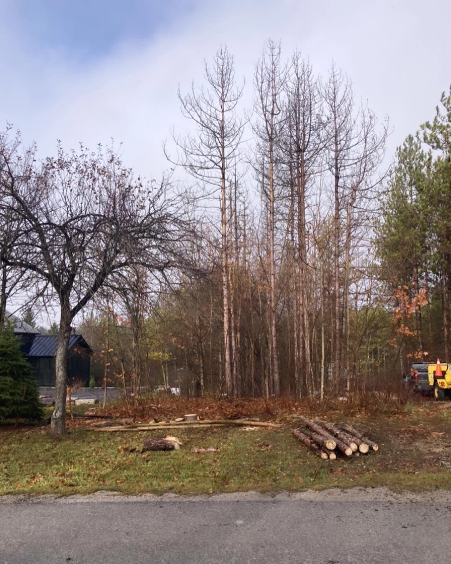 Trees and brush after tree care work on a property