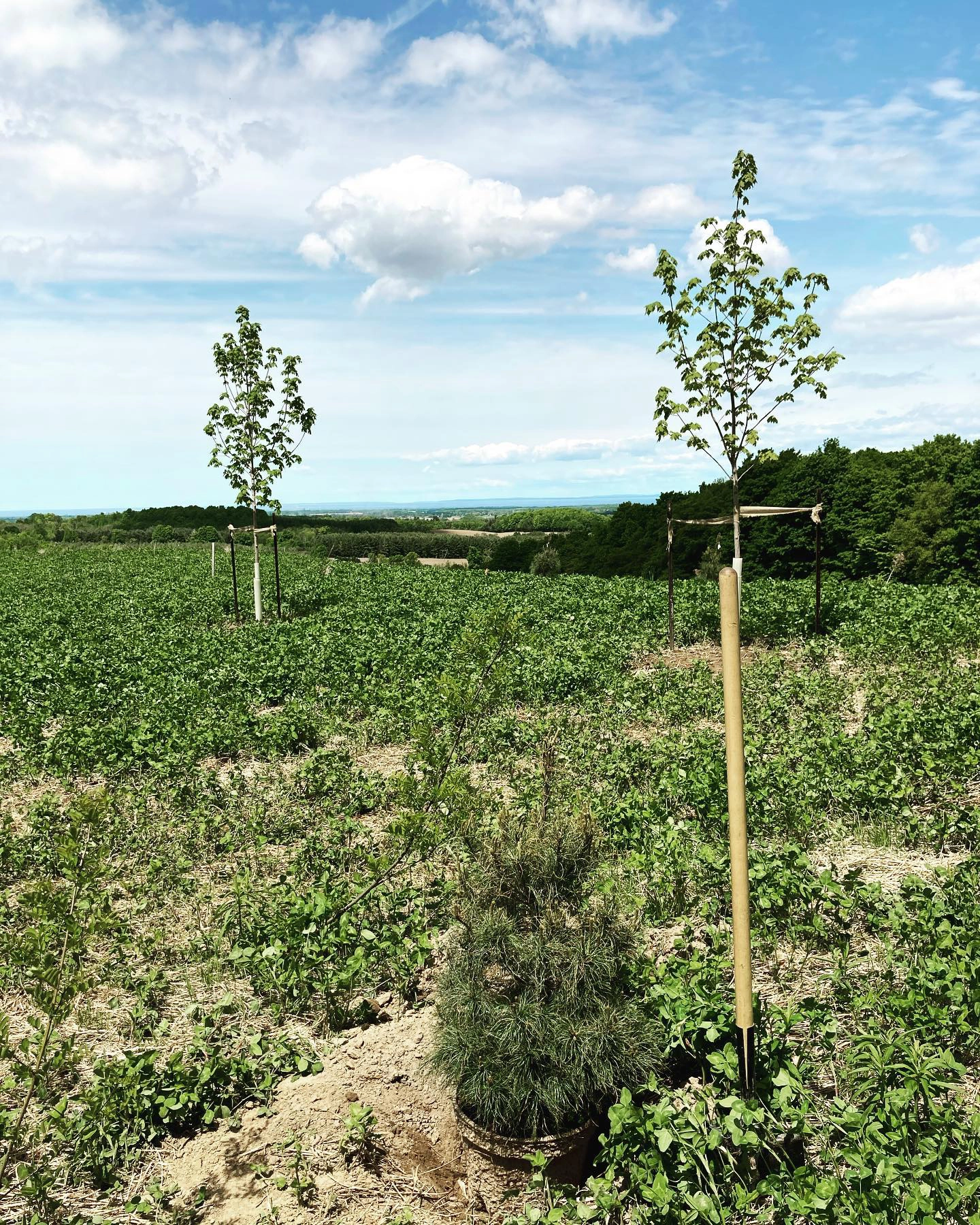 Young trees planted in an open rural field